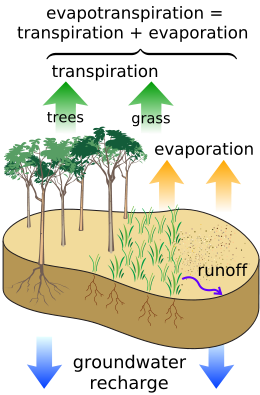 Surface Water Cycle