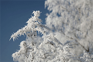 hoarfrost